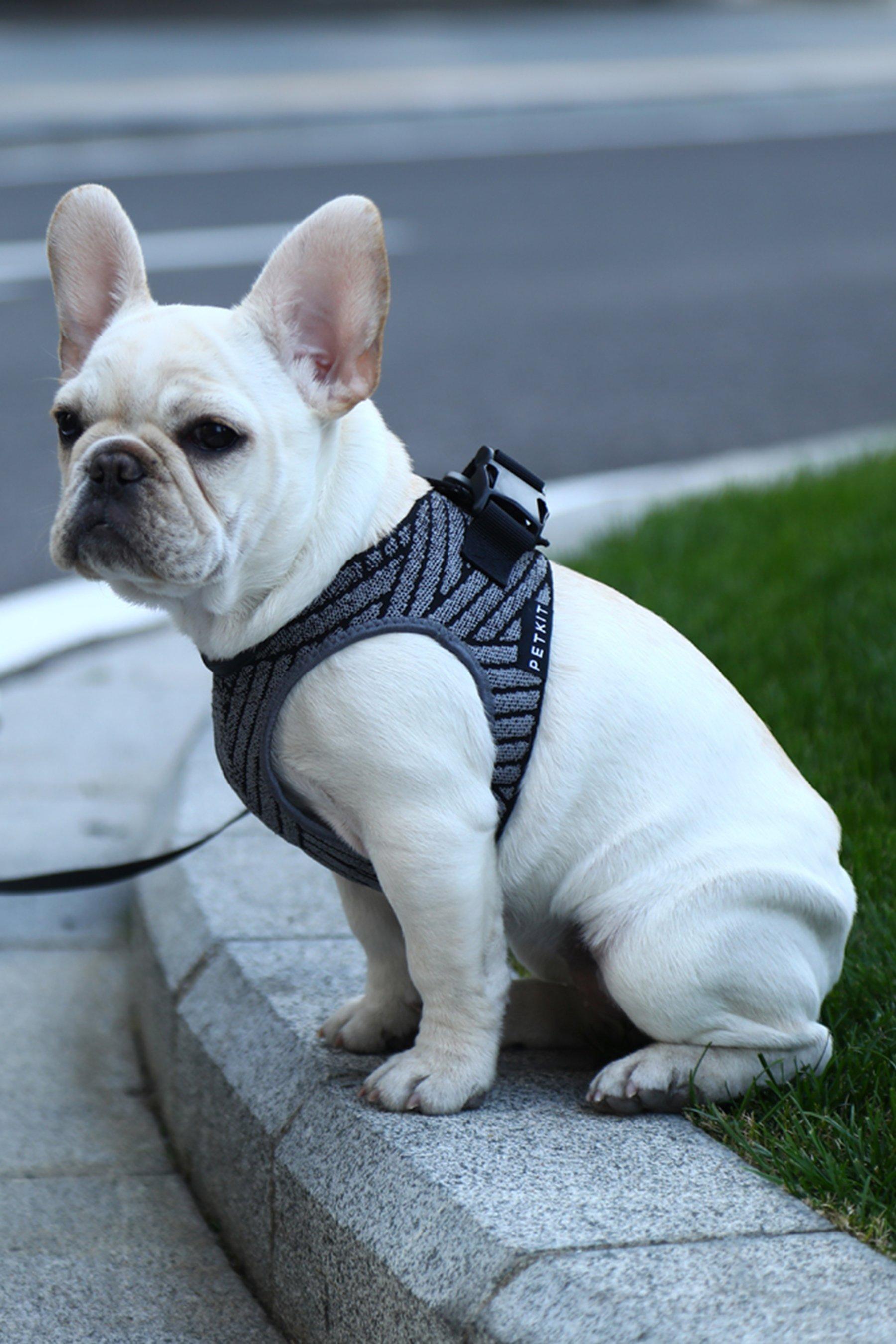 Air Fly Pet Harness Studio