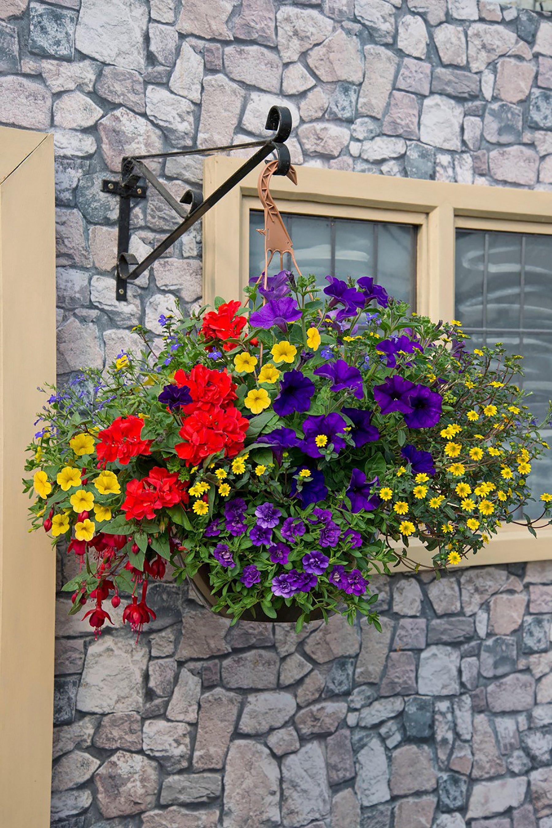 Image for Summer Mix Hanging Basket from studio