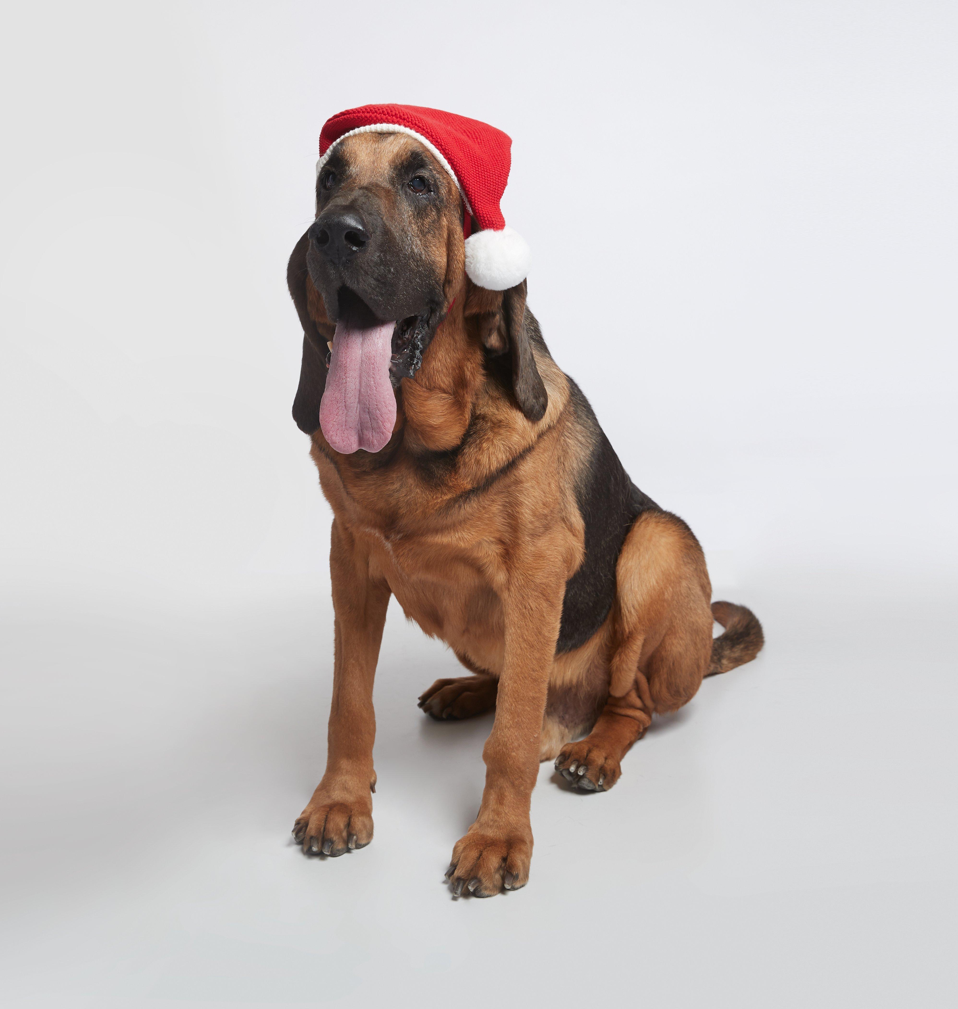 Dog Santa Hat image number 0