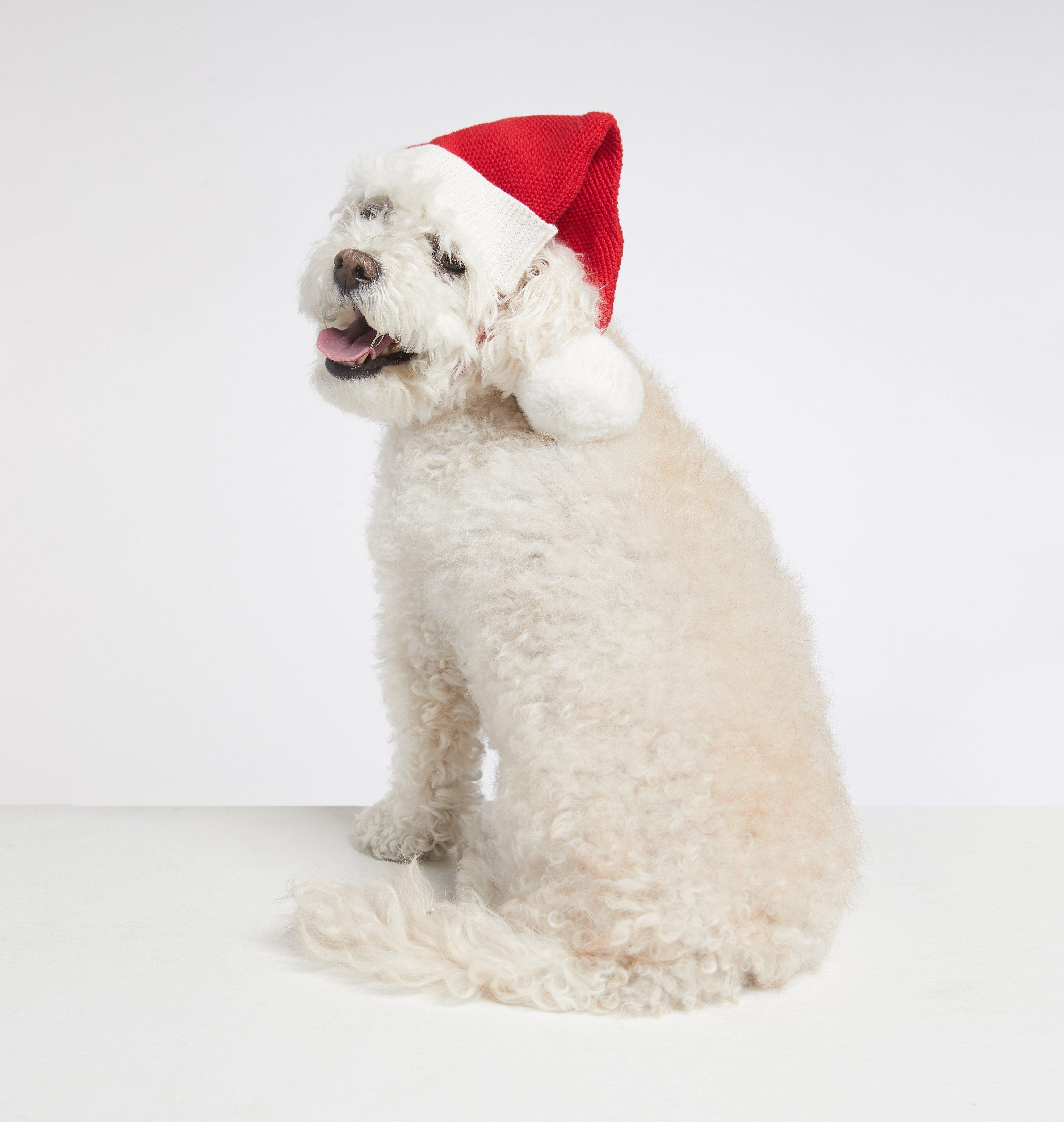 Dog Santa Hat image number 2