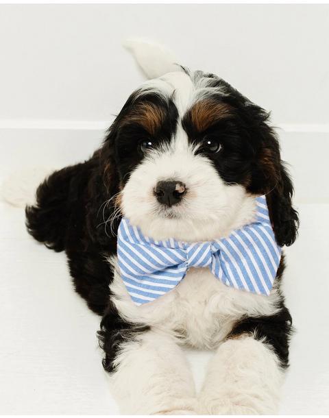 Pink Gingham Dog Bow Tie