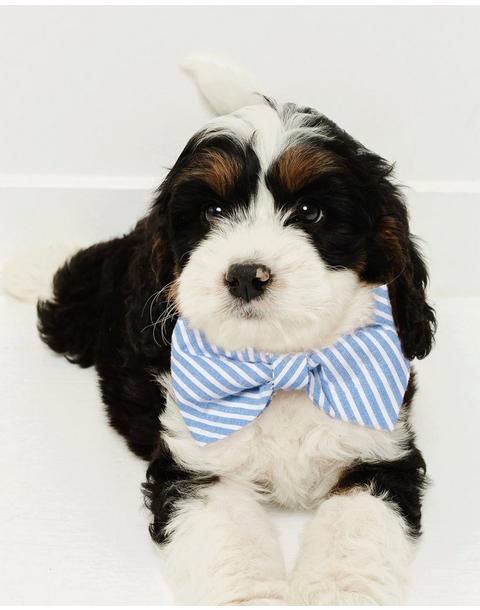 Dog Bow Tie in Portsmouth Anchors