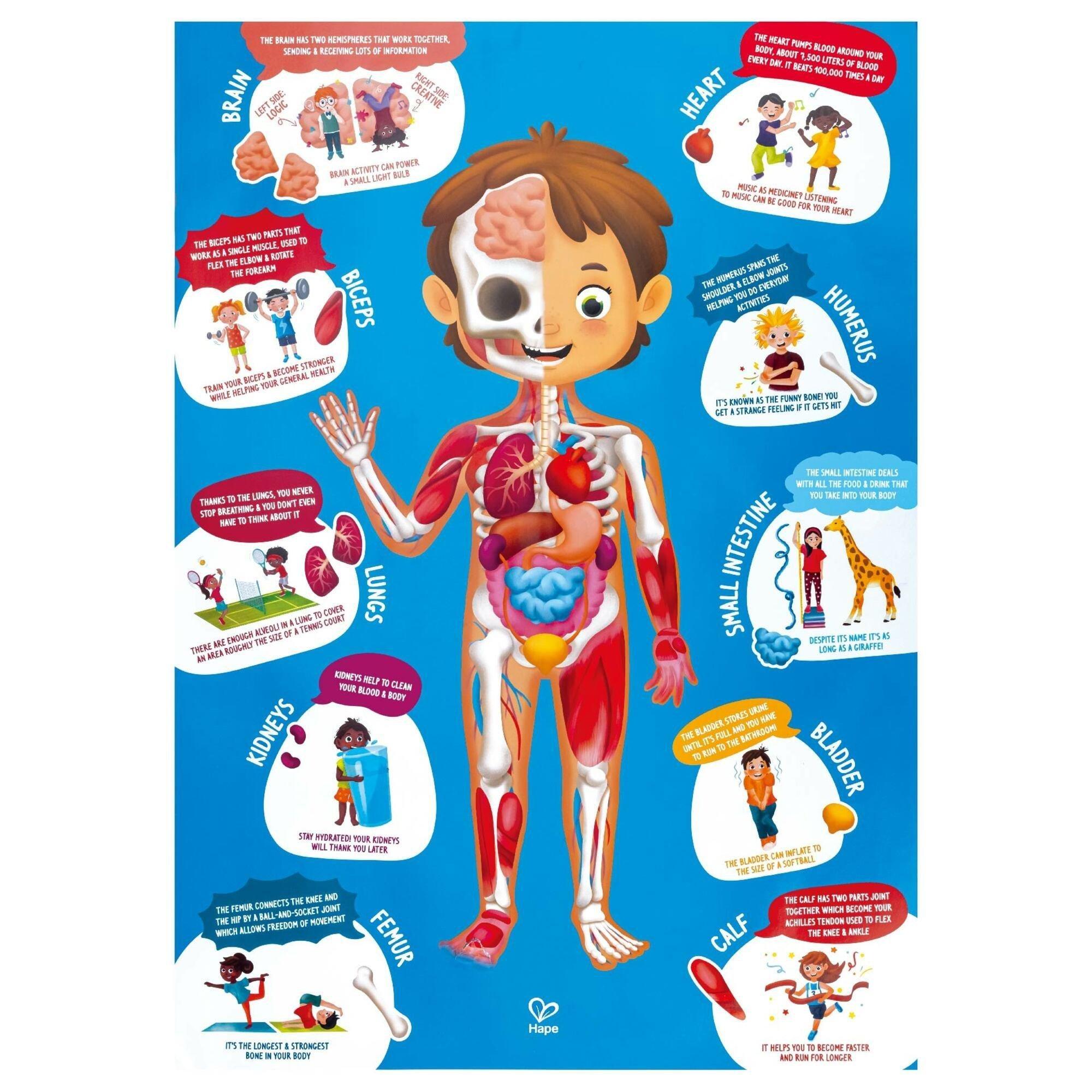 Human Body Puzzle - 60 Oversized Pieces image number 4