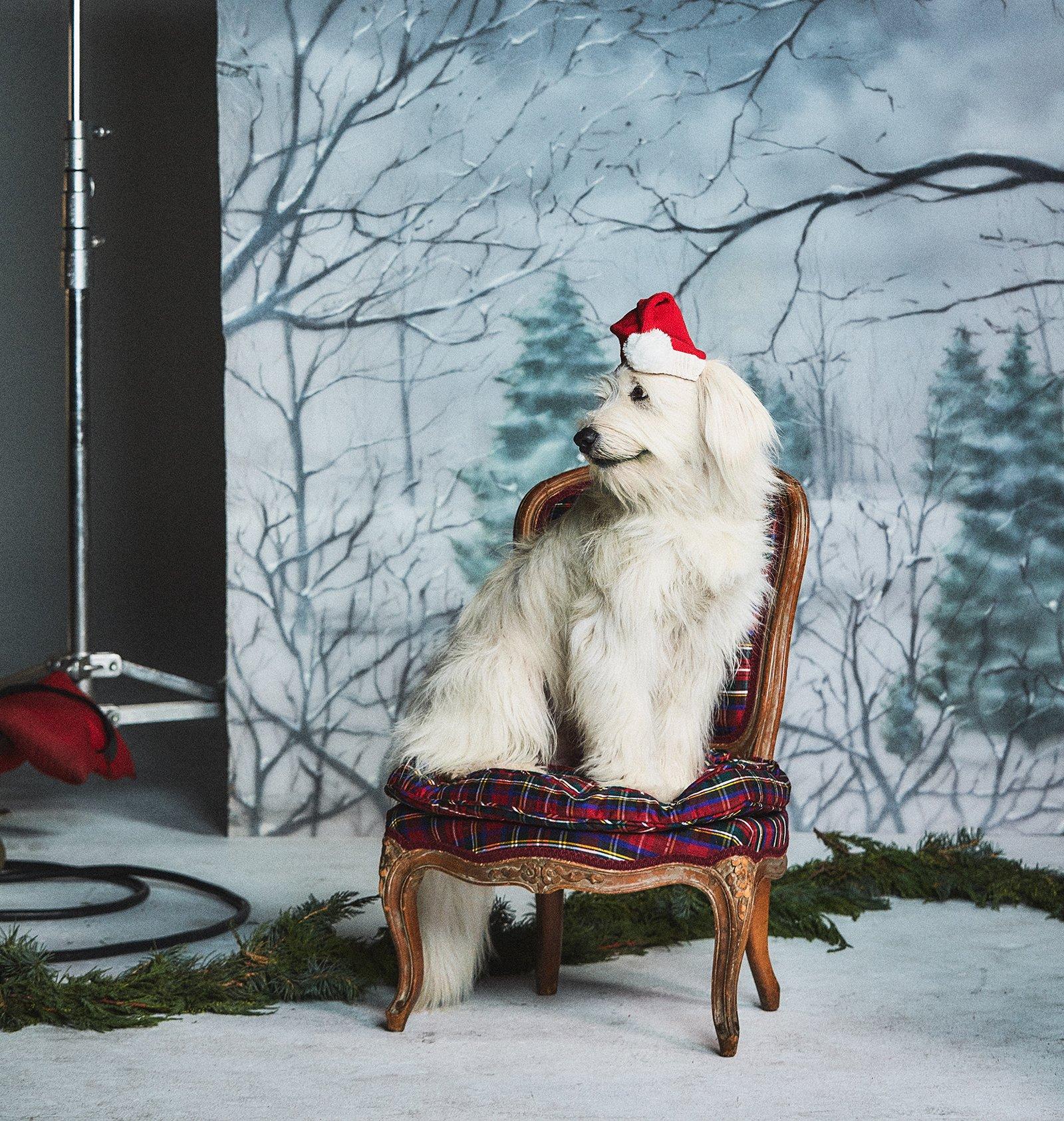 Dog Santa Hat image number 4
