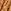 brun