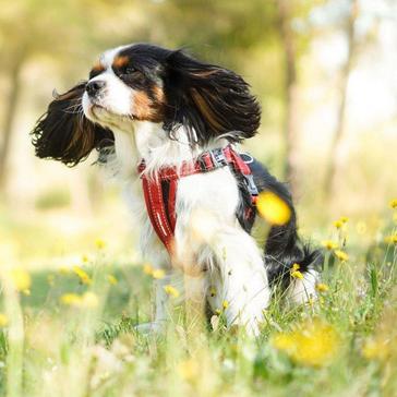 BLACK EzyDog Chest Plate Dog Harness (XS)