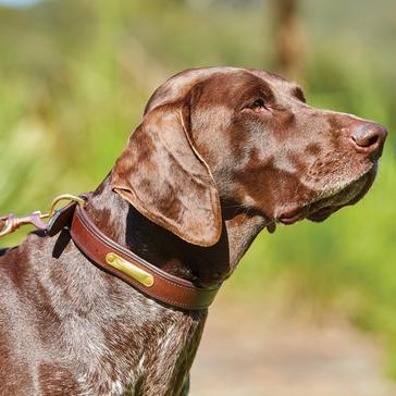 Brown WeatherBeeta Padded Leather Dog collar