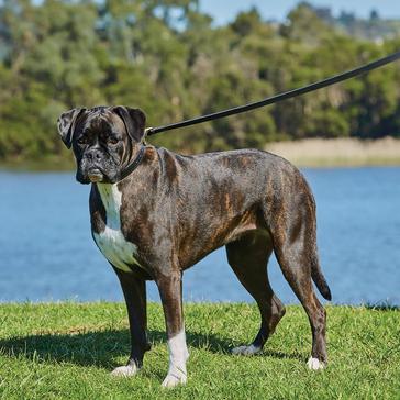 Black WeatherBeeta Leather Dog Lead