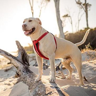 Red EzyDog Chest Plate Dog Harness (XL)