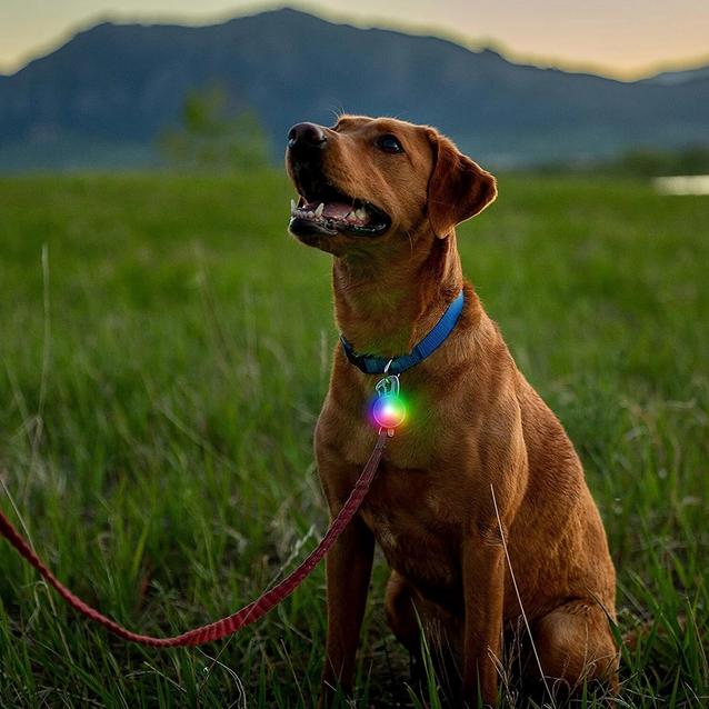 Disco dog outlet collar