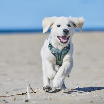 Green Non-Stop Dogwear Ramble Harness 