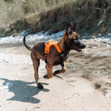 Black Non-Stop Dogwear Ramble Harness 