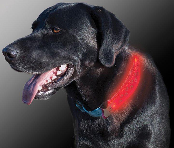 Niteize Dawg LED Collar Cover (Grey) Review