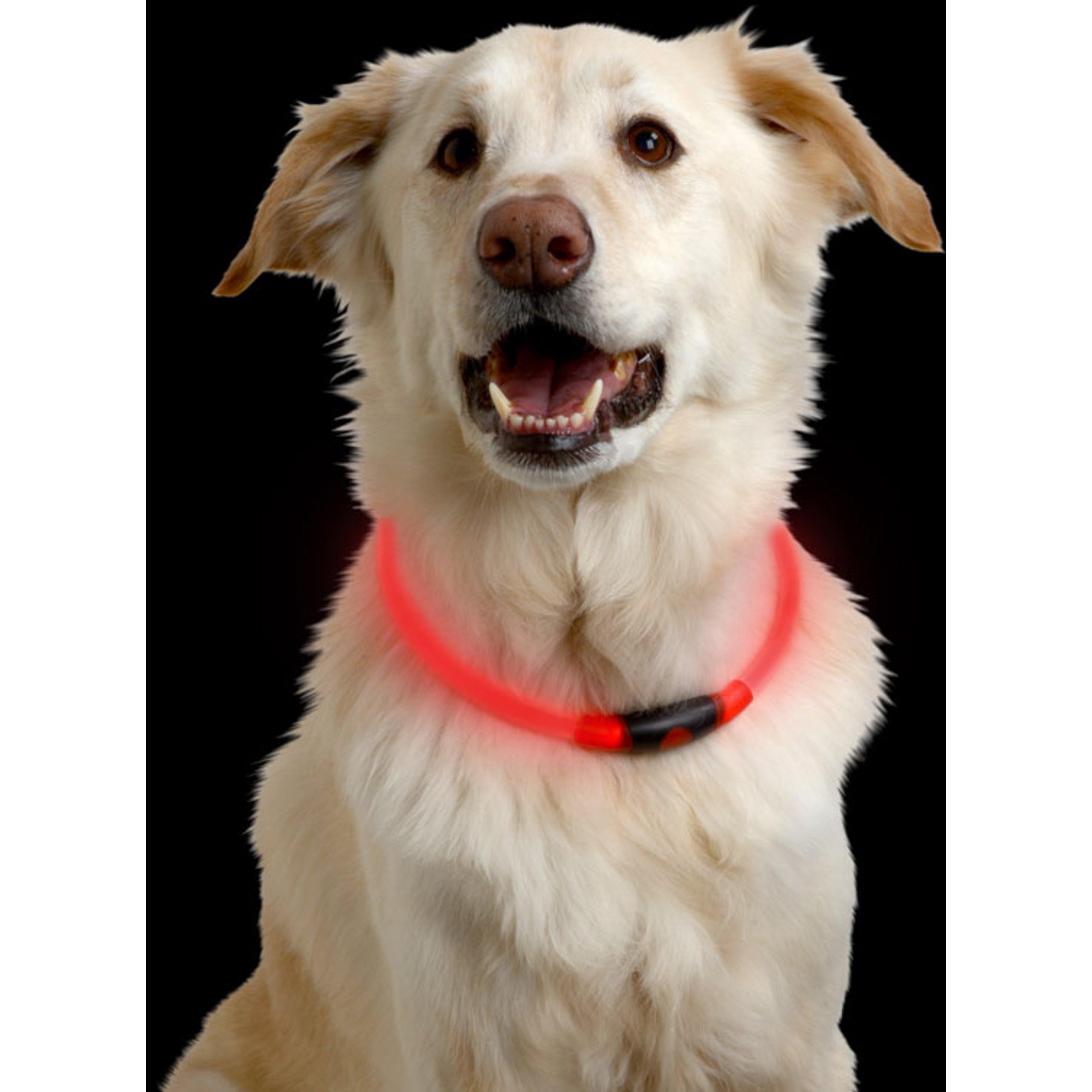 Nitehowl LED Safety Collar Red
