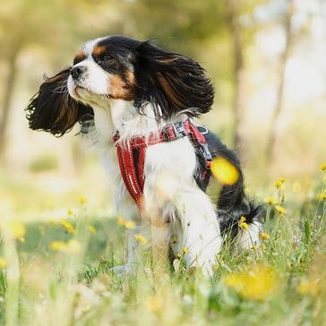 Black EzyDog Chest Plate Dog Harness