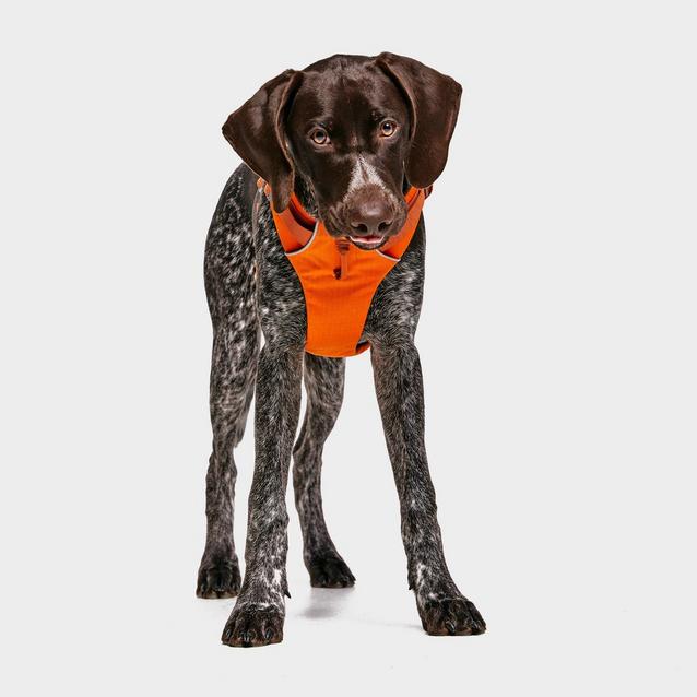 Ruffwear Front Range Dog Harness Orange Naylors