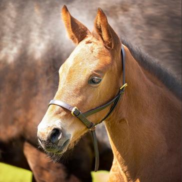 Brown Velociti GARA Leather Foal Slip Havana