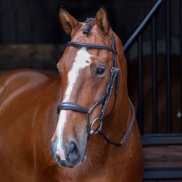 Brown Velociti Velociti Rolled Padded Cavesson Bridle Havana