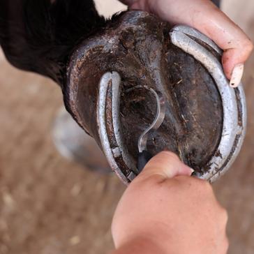 Shires Ezi-Groom Hufpick - Praktisches Werkzeug Für Die Pferdepflege