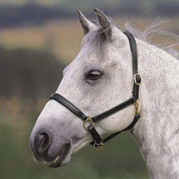 Black Shires Ragley Leather Headcollar Black