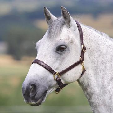 Brown Shires Ragley Leather Headcollar Brown