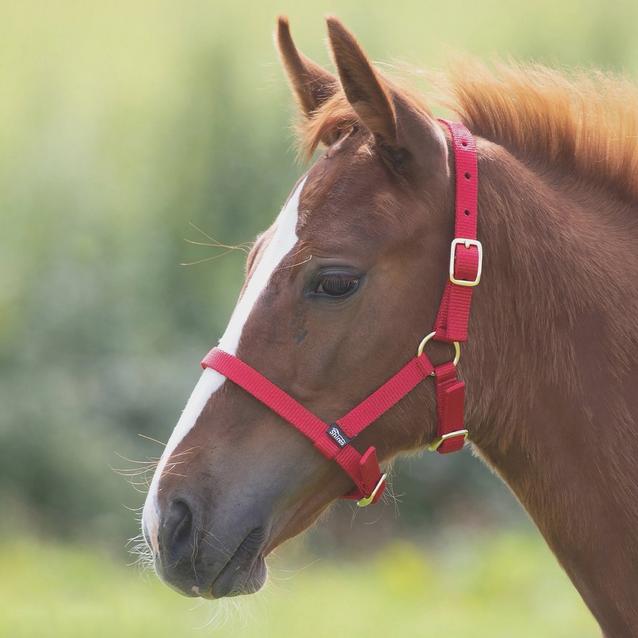 Red Shires Foal Nylon Headcollar Red image 1