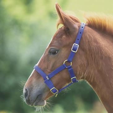 Blue Shires Foal Nylon Headcollar Royal Blue