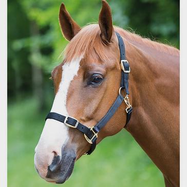 Black Shires Nylon Headcollar Black