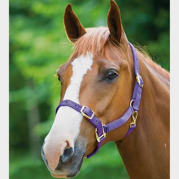 Purple Shires Nylon Headcollar Purple