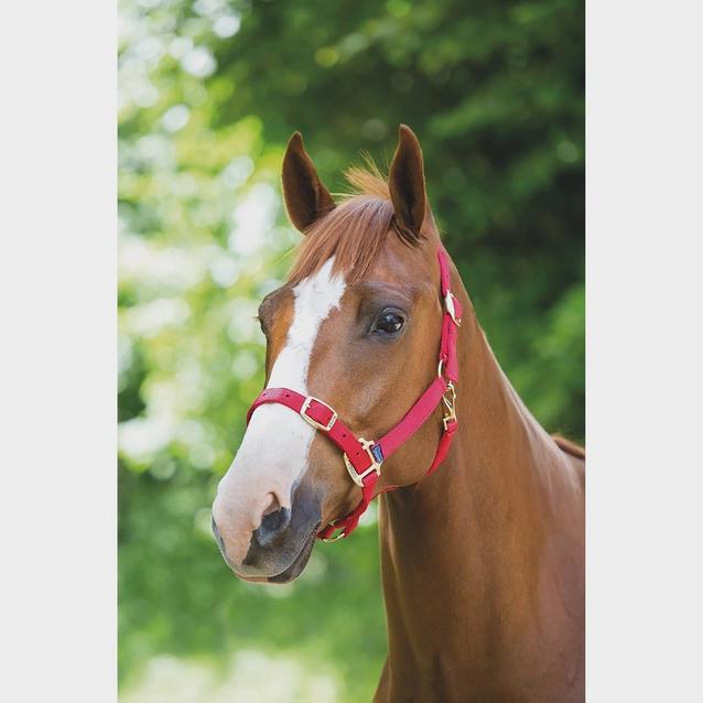 Red Shires Nylon Headcollar Red image 1