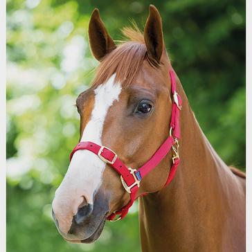 Red Shires Nylon Headcollar Red