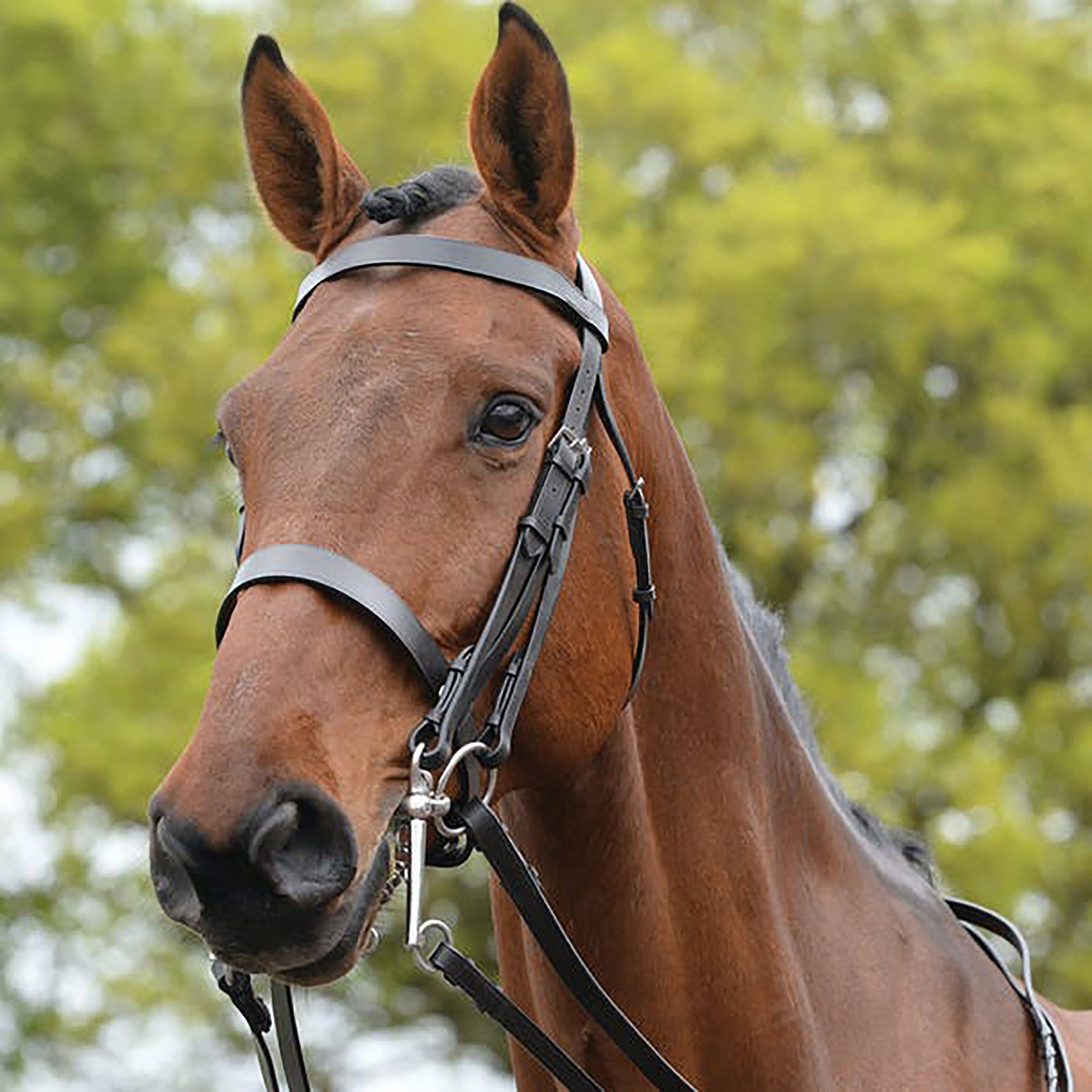 Show Weymouth Bridle Brown