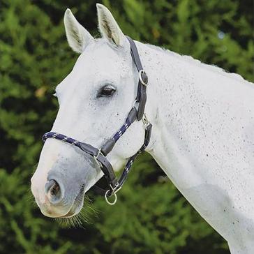 Blue Kincade Leather Headcollar Navy