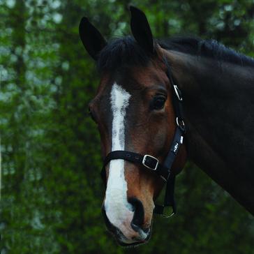 Black Saxon Economy Headcollar Black