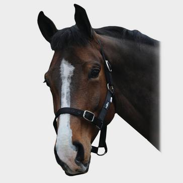 Black Saxon Economy Headcollar Black