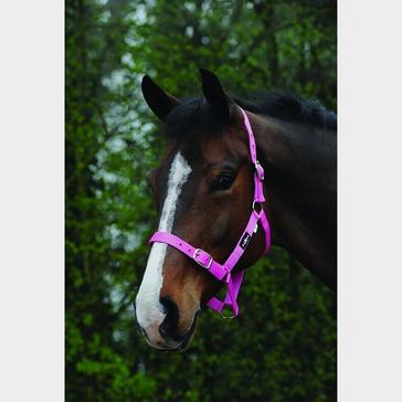 Pink Saxon Economy Headcollar Pink