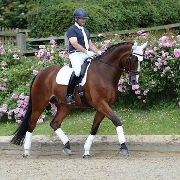 White WeatherBeeta Prime Dressage Saddle Pad White