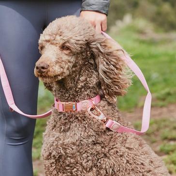 Pink WeatherBeeta Elegance Dog Collar Pink