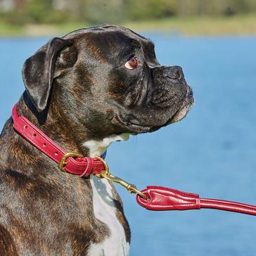 Red WeatherBeeta Rolled Leather Collar Maroon
