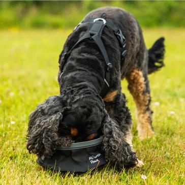 Black Mountain Paws Dog Water Bowl Black