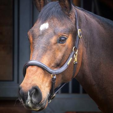 Brown Velociti Rapida Curved Leather Headcollar Havana