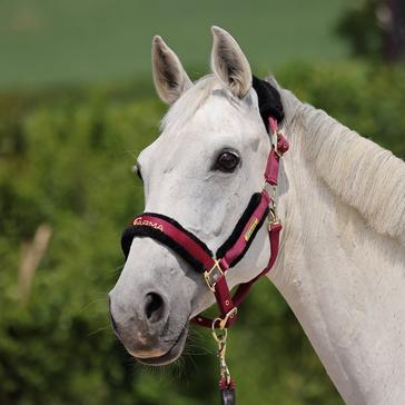 Red Arma Logo Headcollar & Lead Rope Burgundy