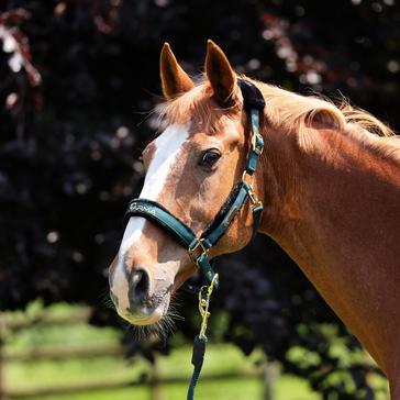 Green Arma Logo Headcollar & Lead Rope Green