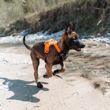 Orange Non-Stop Dogwear Ramble Harness Black/Orange