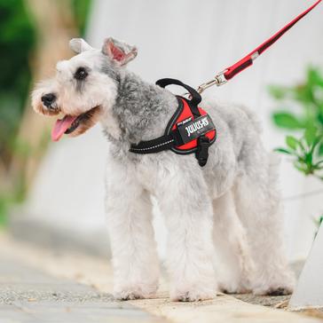 Red Julius K9 IDC Powerharness Red Mini