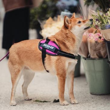 Pink Julius K9 IDC K9 Powerharness Pink Mini