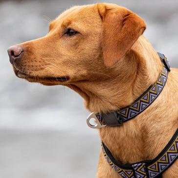 MULTI Neerdog Go-Cee-Y Erysimum Collar