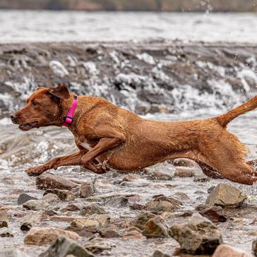 Pink Neerdog Stink-Proofed Pink Collar