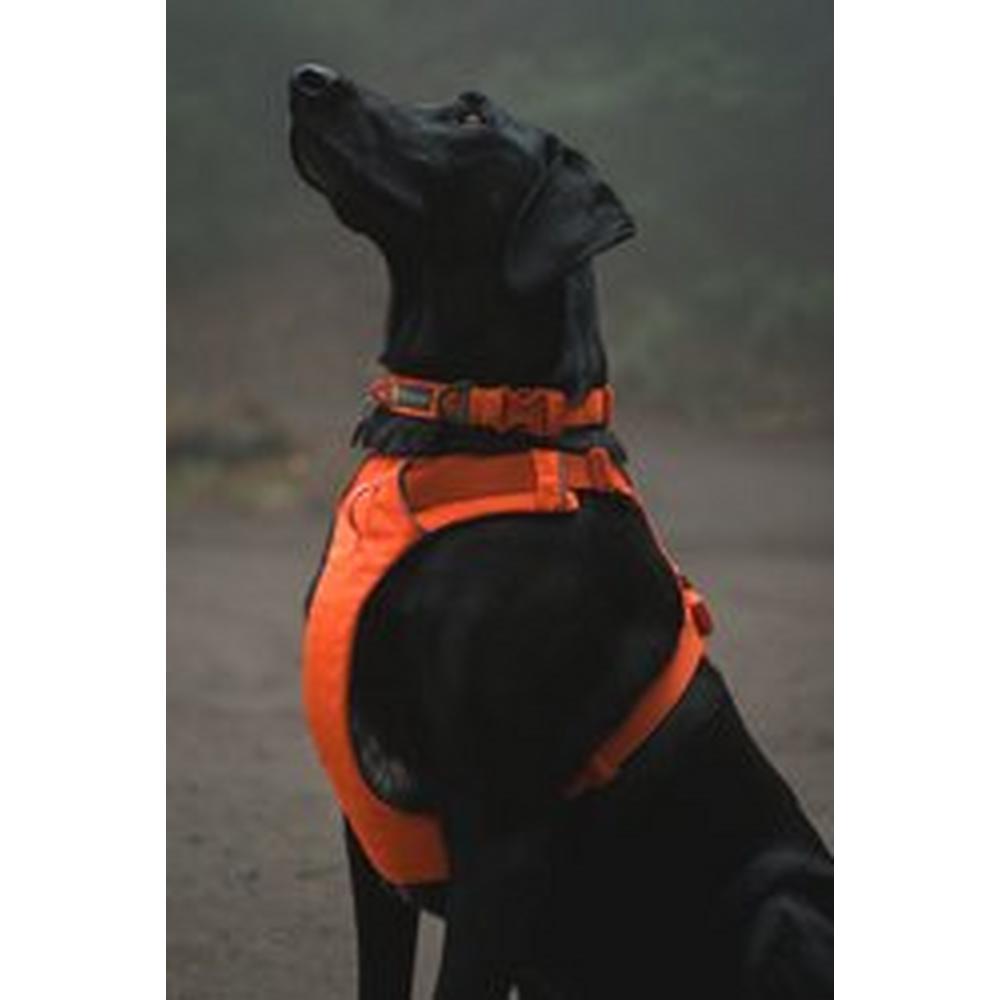 Ruffwear Front Range Collar - Orange