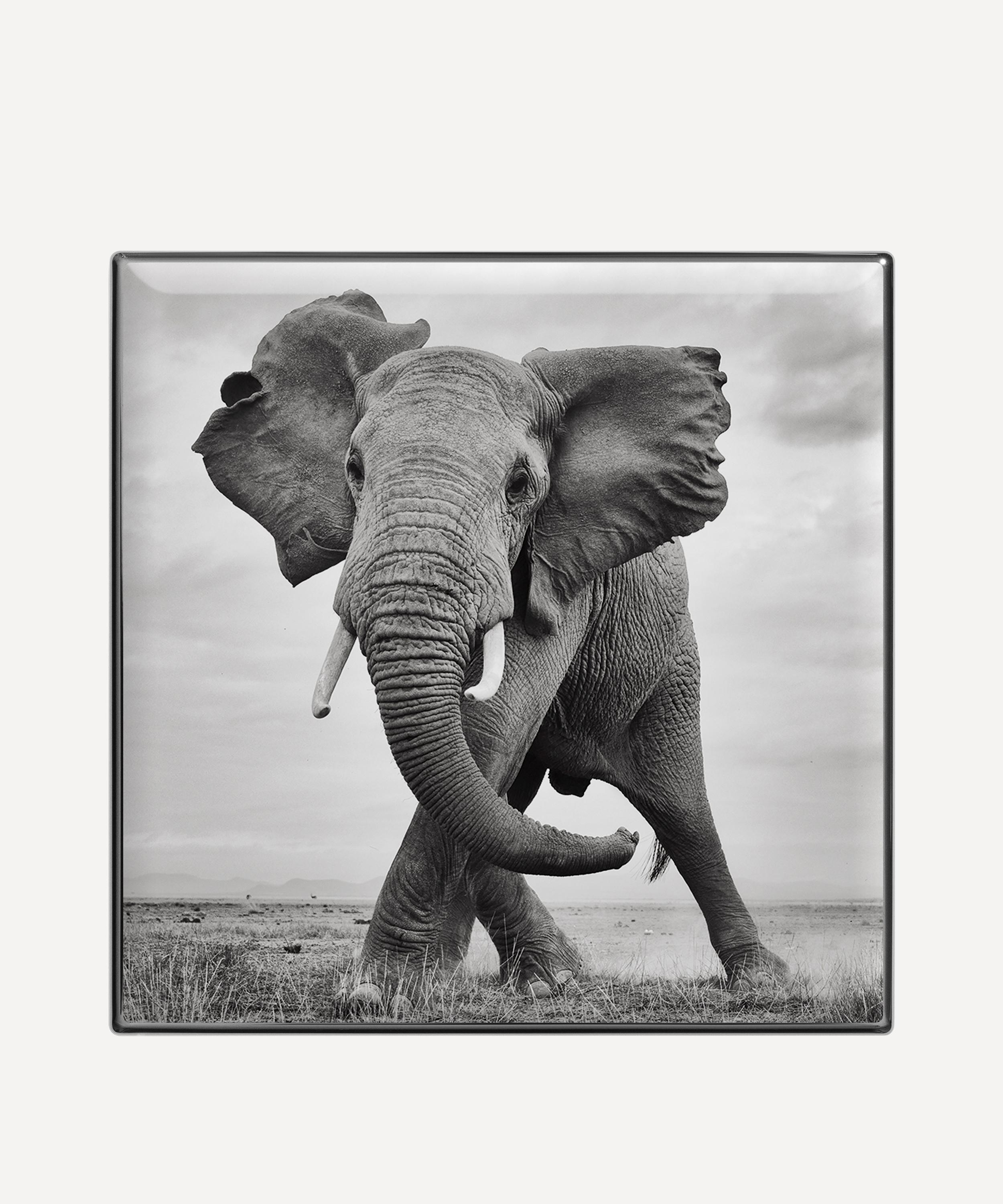 Chantecaille Luminescent Eye Shade Eyeshadow In Elephant